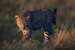Voyage photo en Zambie dans le parc du south luagwa - leopard
