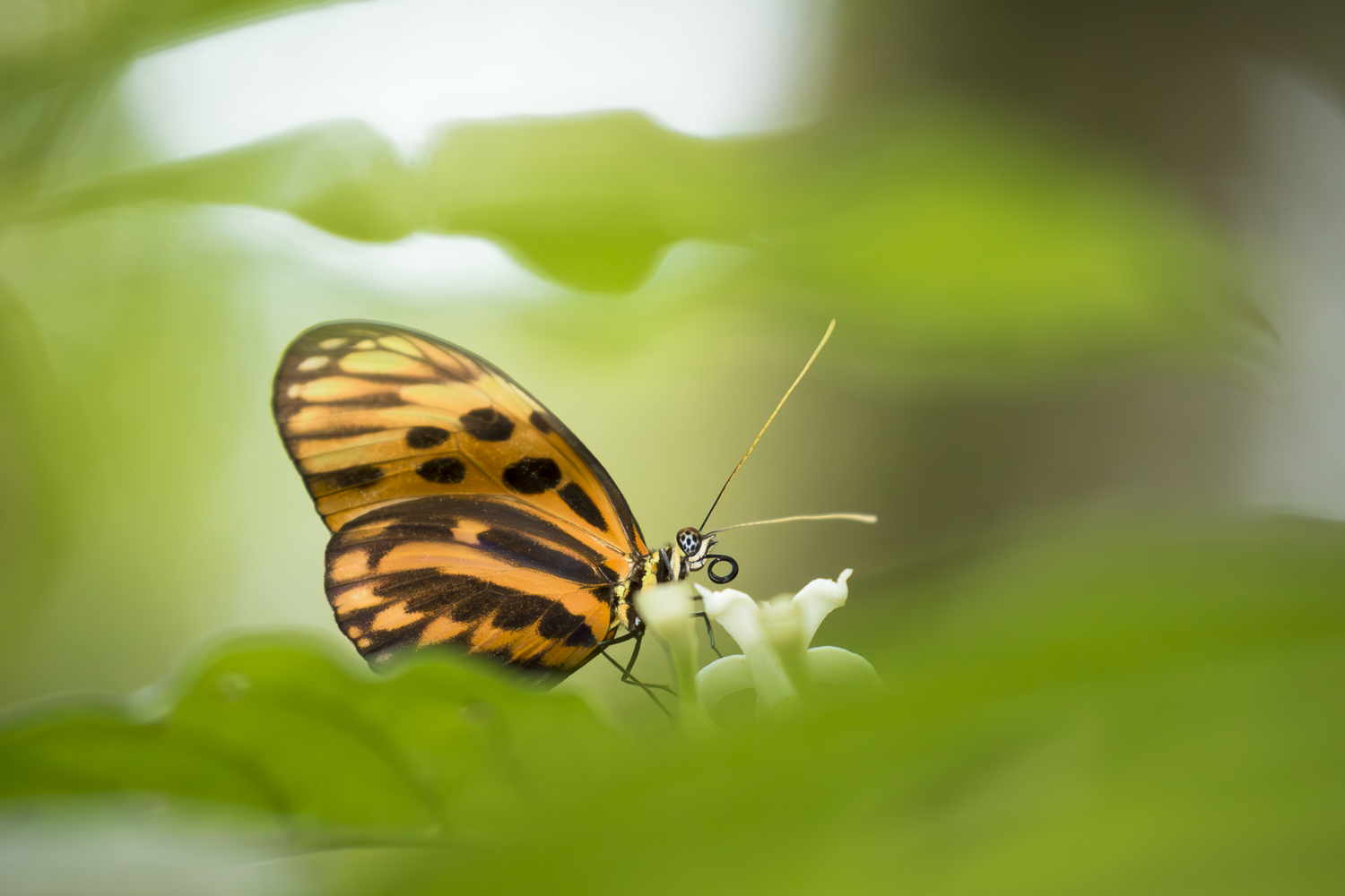 Macro / petits animaux