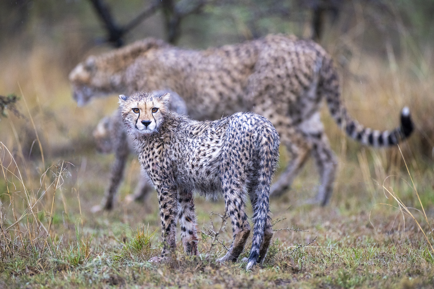 Safari polyvalent