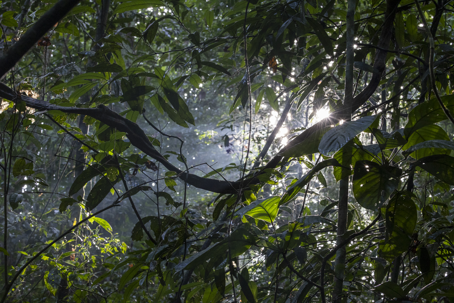 Forêt tropicale / faible lumière