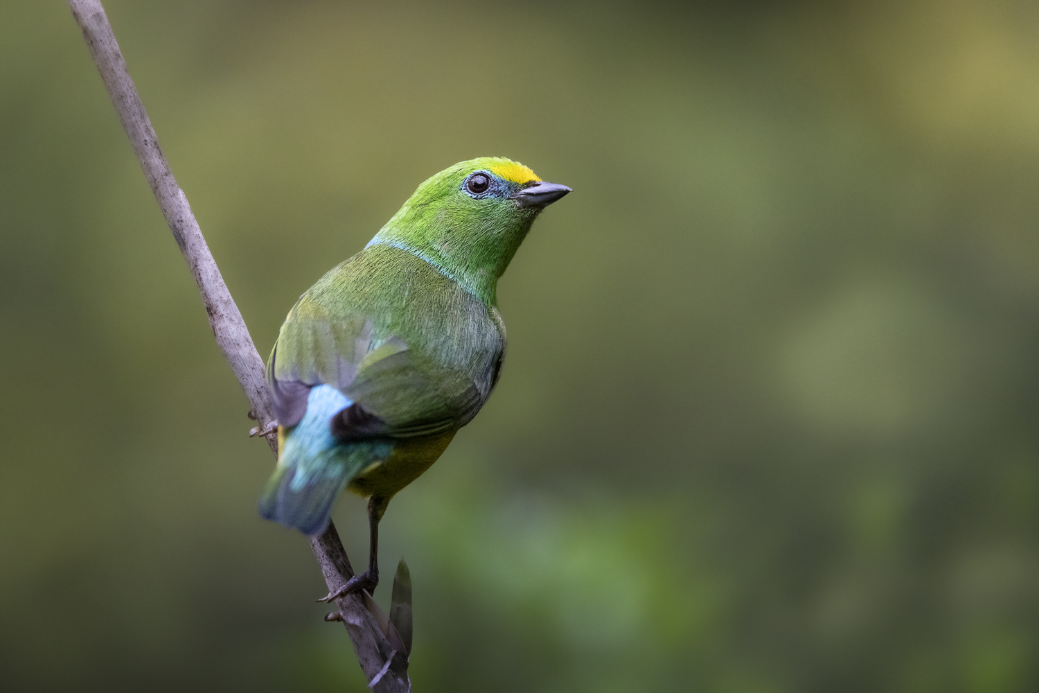 Oiseaux