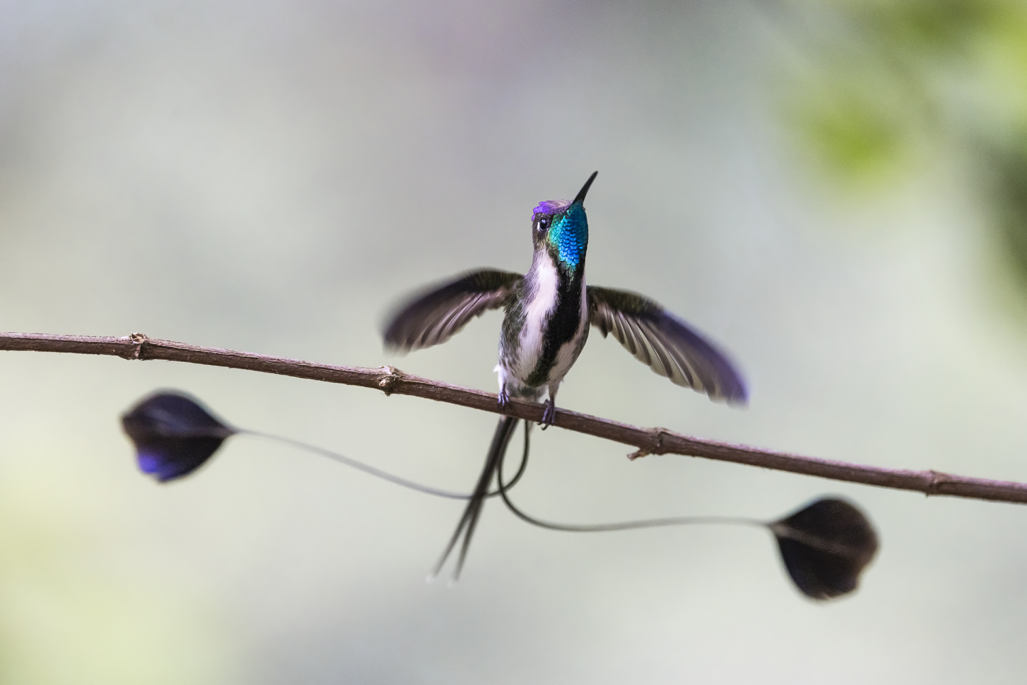 Loddigésie admirable male, endémique du Pérou - Marvelous spatuletail (Loddigesia mirabilis) male. Endemic fom Peru - Amazonas region