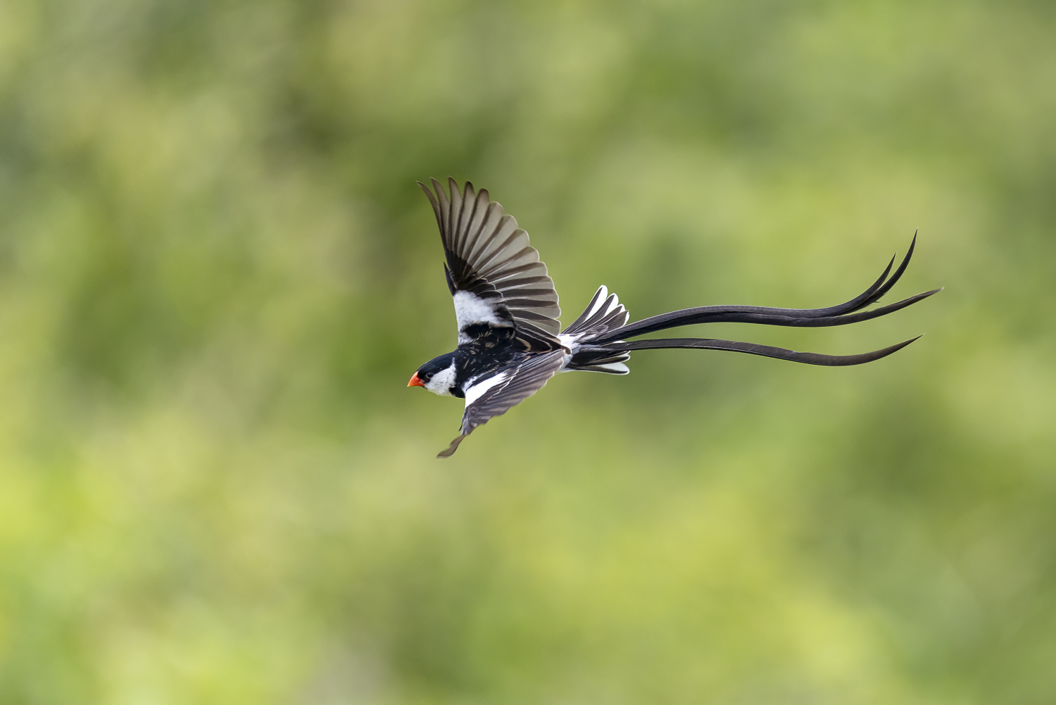 Zoom RF600mmF4 - Maxime Aliaga-2